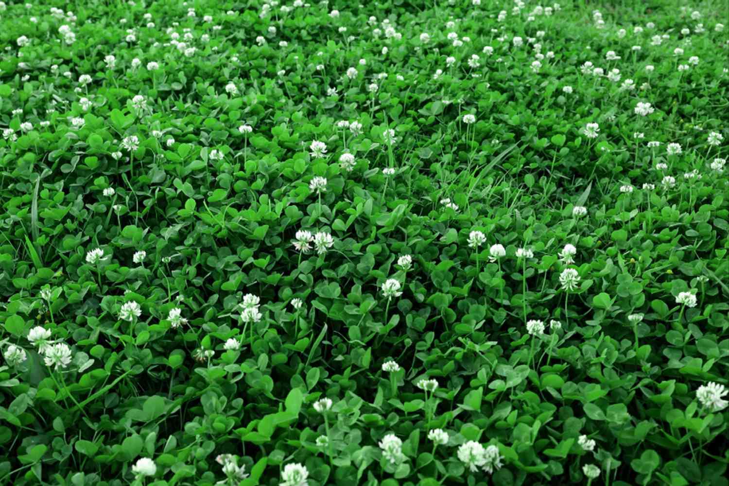 White clover serves as a ground cover, featuring delicate white blossoms atop slender stems.