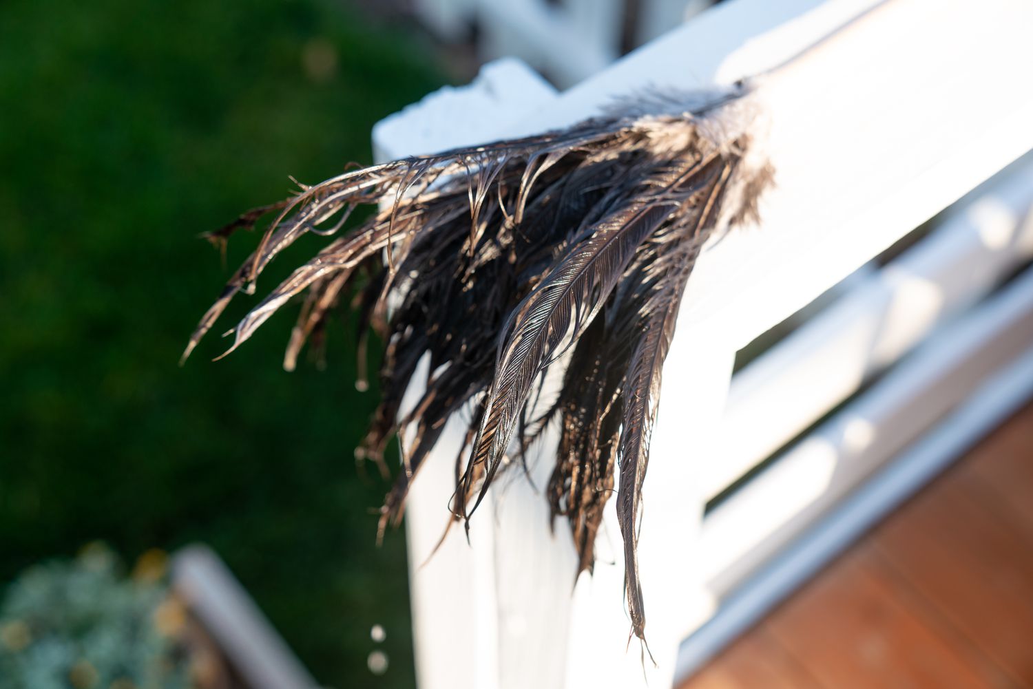 Feather duster set out in the sunlight to dry.