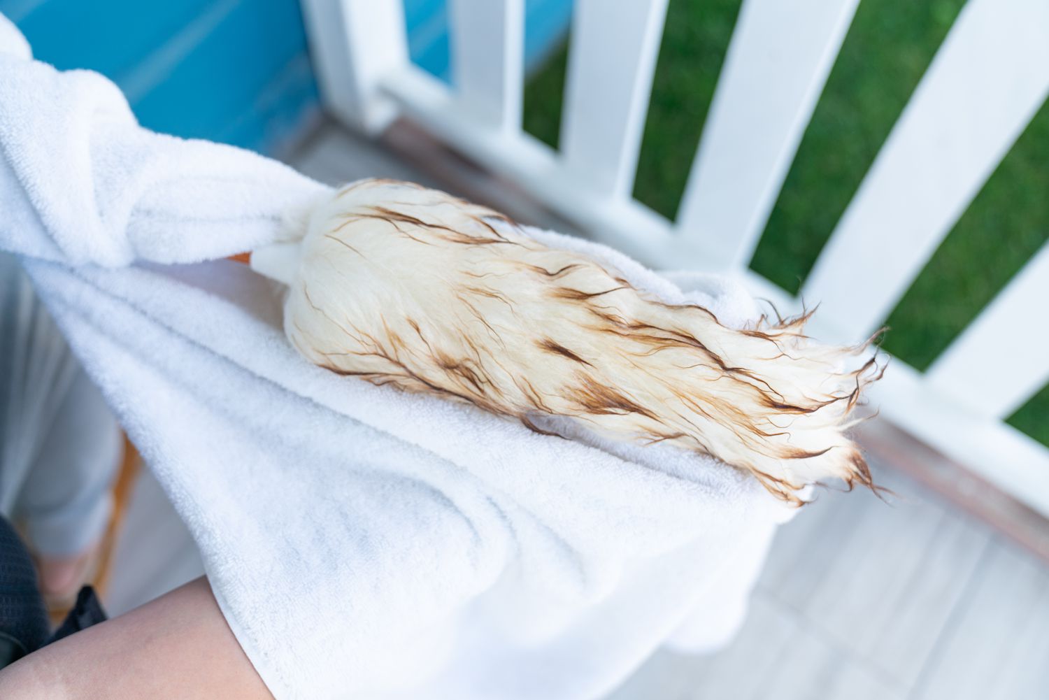 A wool duster was pressed with a towel to eliminate any surplus moisture.