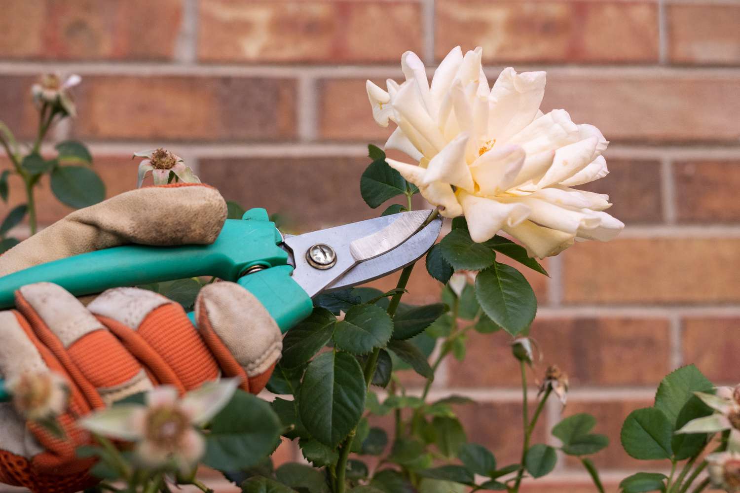 Pruning roses at their base.