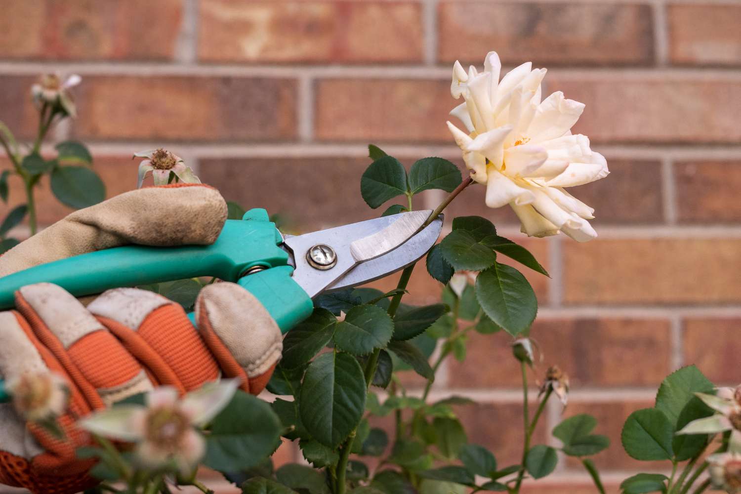 Indicating the incision on the rose stem