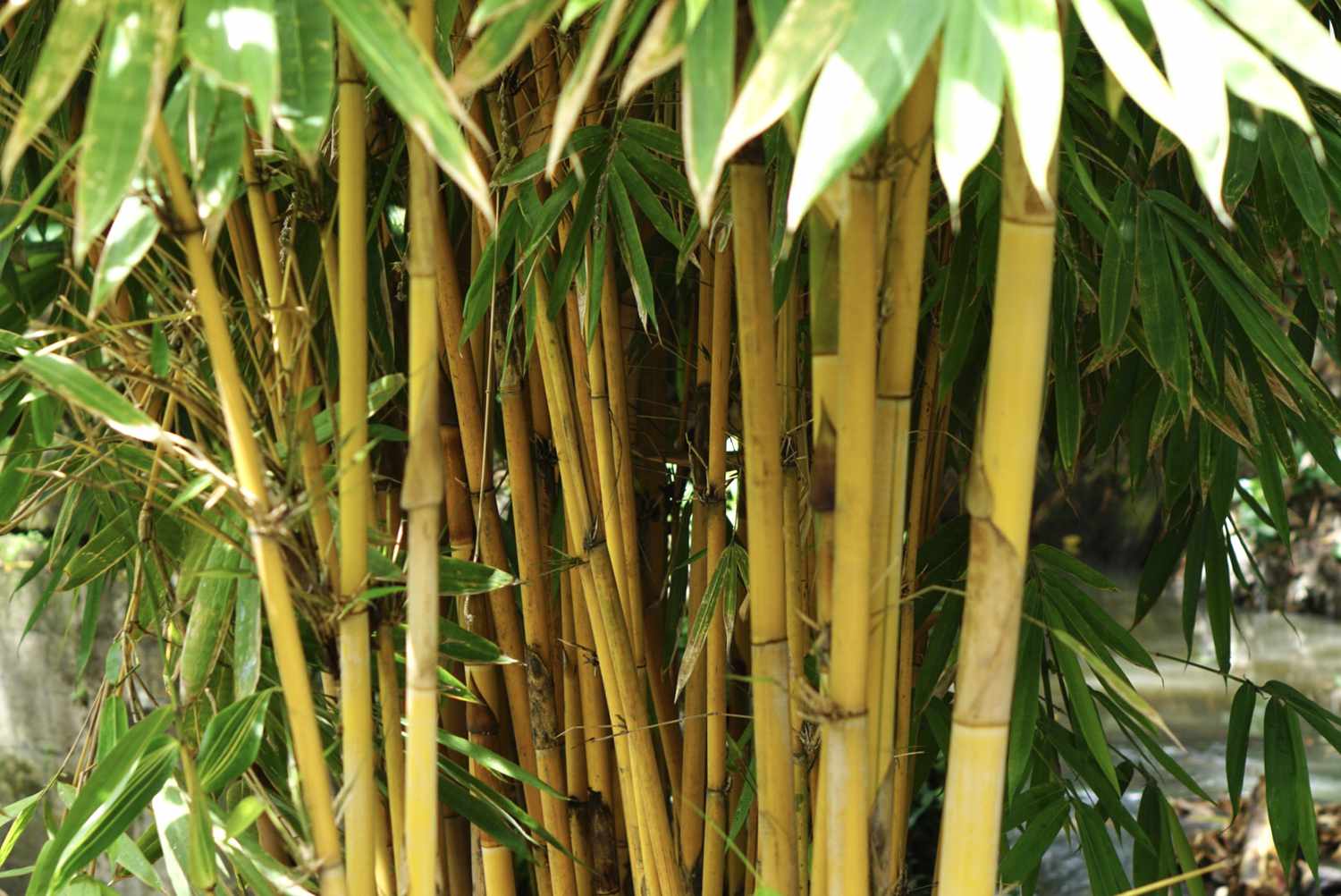 Golden bamboo featuring stems of a vibrant yellow-green hue clustered together in a shaded area.