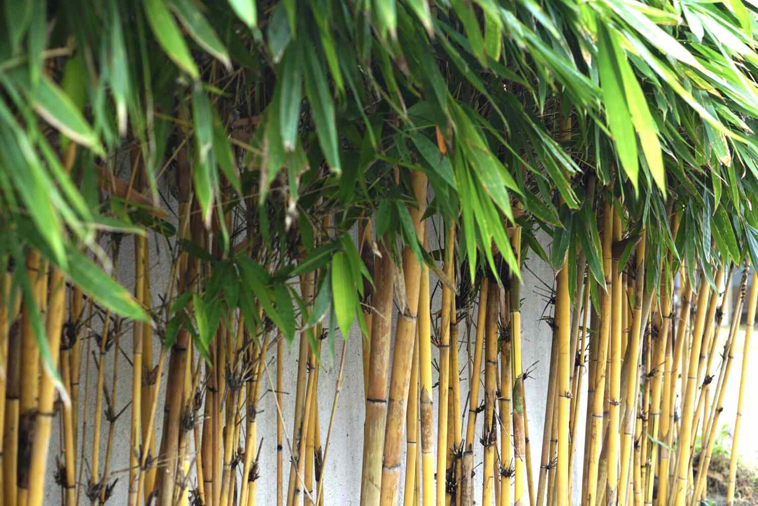 Golden bamboo plants stood in a row, adorned with yellow tortoiseshell designs and crowned with lush green foliage.