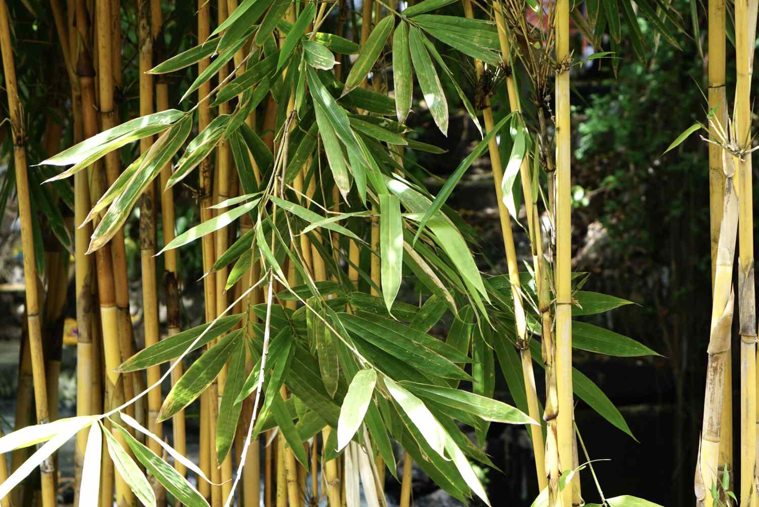 A golden bamboo plant featuring yellow tortoiseshell designs on its stems, accompanied by elongated branches adorned with green leaves that gracefully dangle in the foreground.