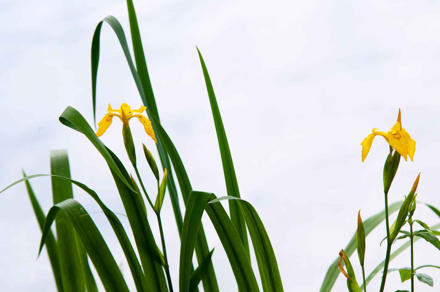 Stems of yellow irises adorned with buds and elongated slender leaves set against a vibrant sky.