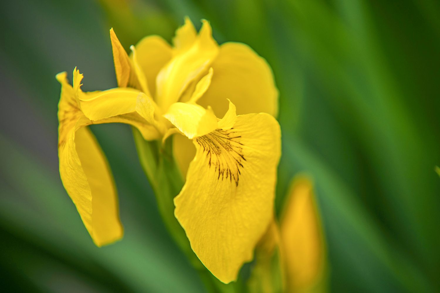 Close-up of a yellow iris blossom.