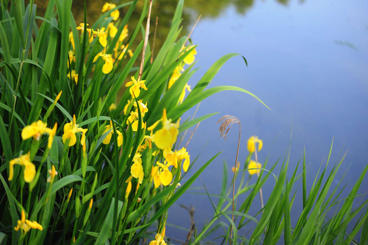 Golden irises with slender, elongated leaves beside the water.