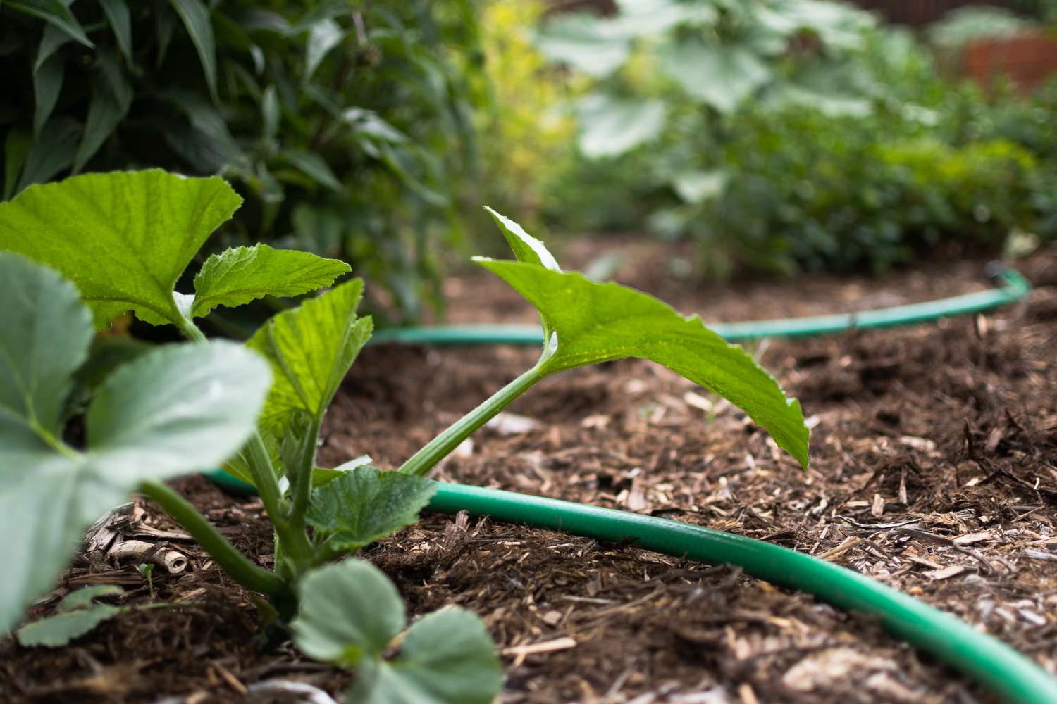 A green garden hose is laid out among the plants in the garden.