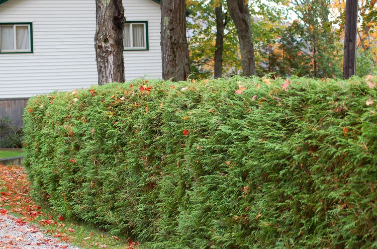 A perennial bush pruned alongside a white residence.