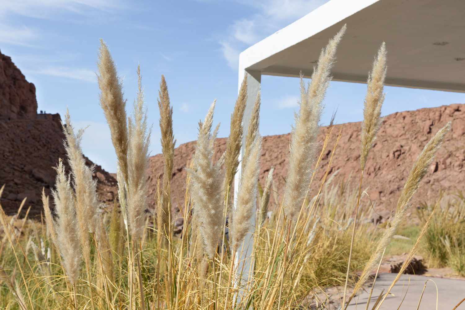 Lofty decorative grass featuring cream-colored feathery tufts adjacent to a white-covered patio in a desert setting.