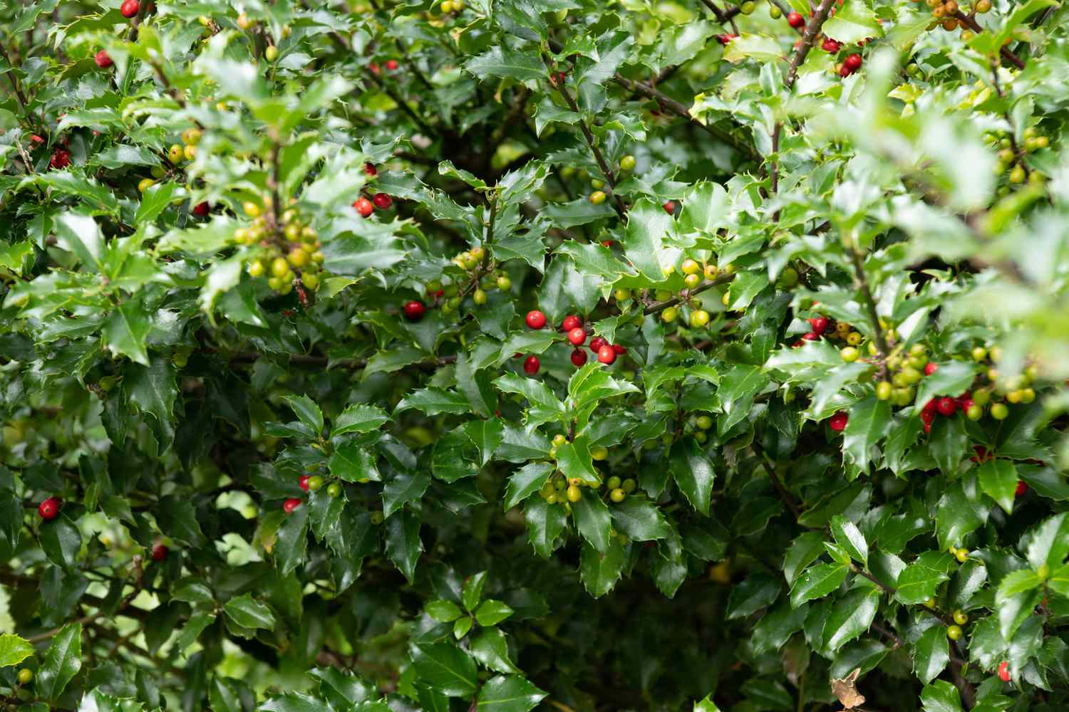 Branches of holly adorned with spiky leaves in shades of red and green.