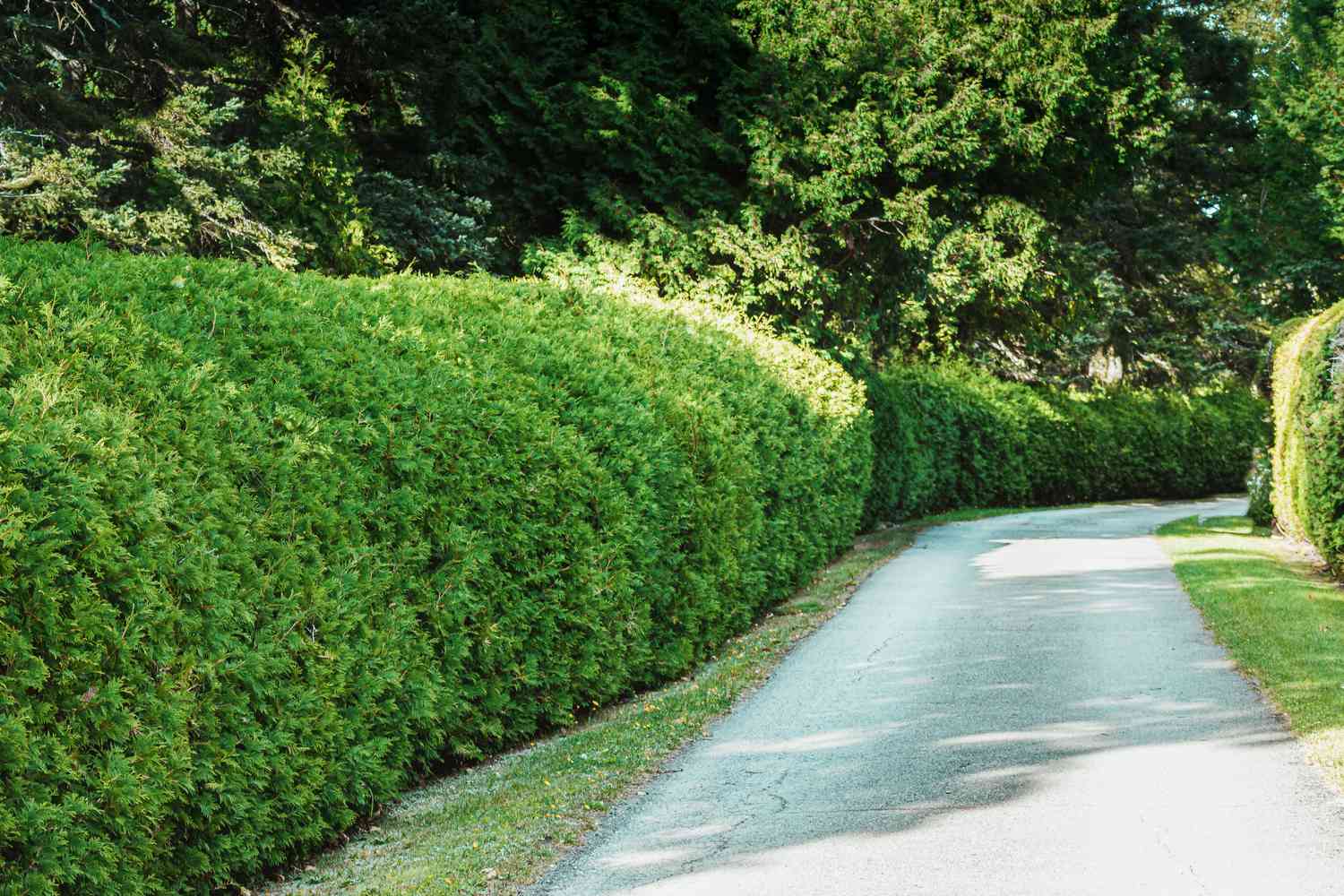 Pruned bushes alongside the concrete driveway.