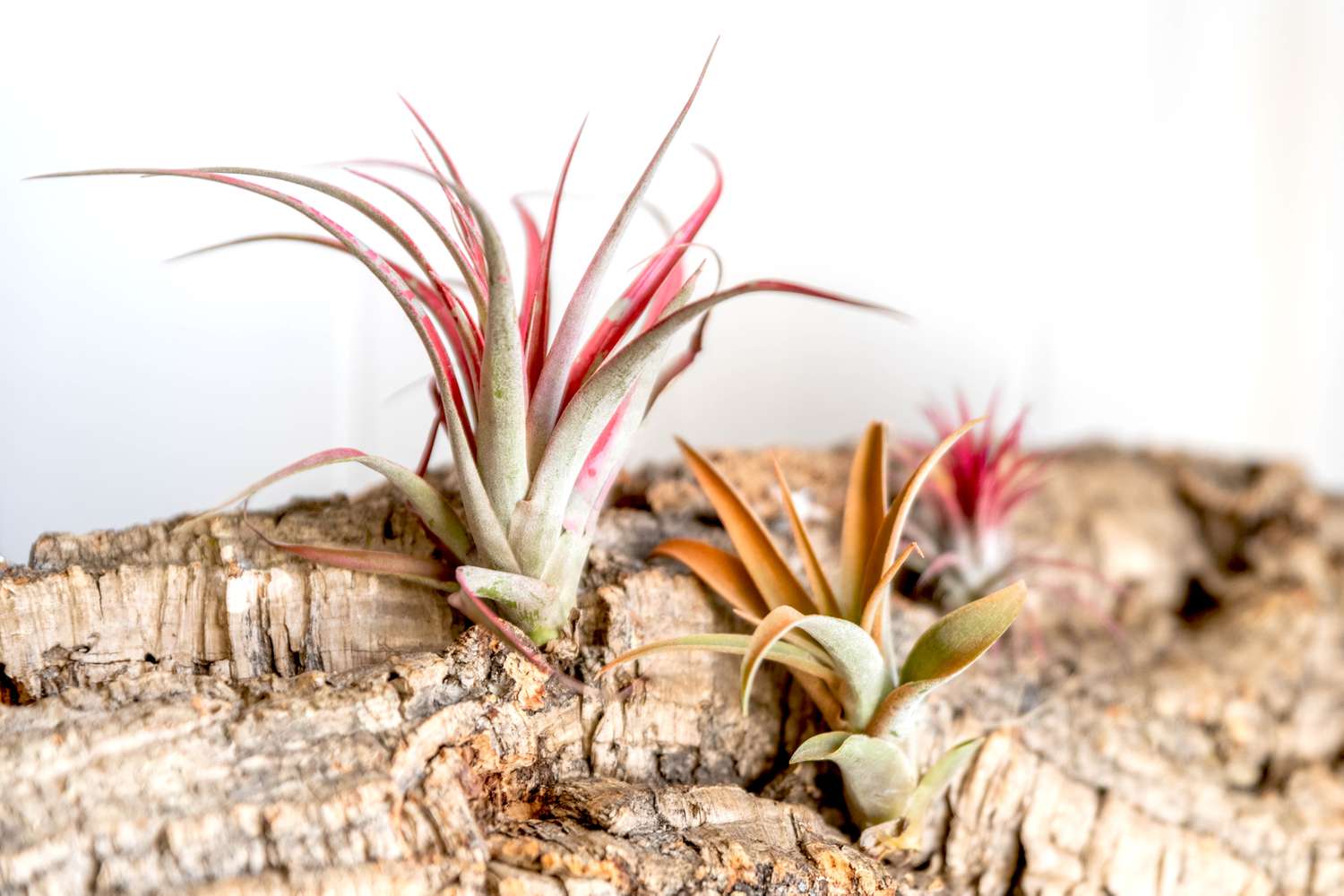 Close-up of red and orange air plants on wooden surface.