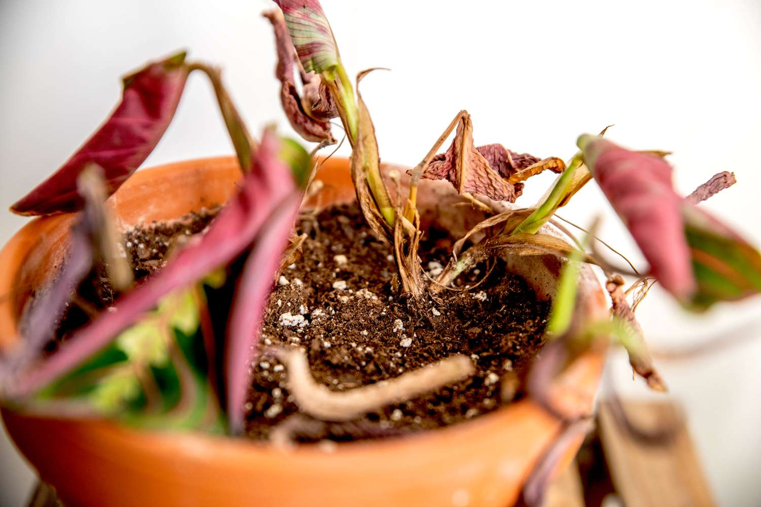 Houseplant with withered leaves due to insufficient watering.