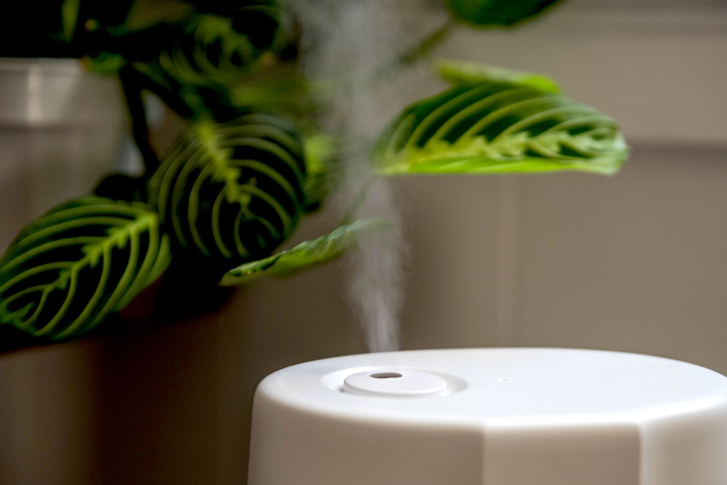 A humidifier emitting mist close to a houseplant.