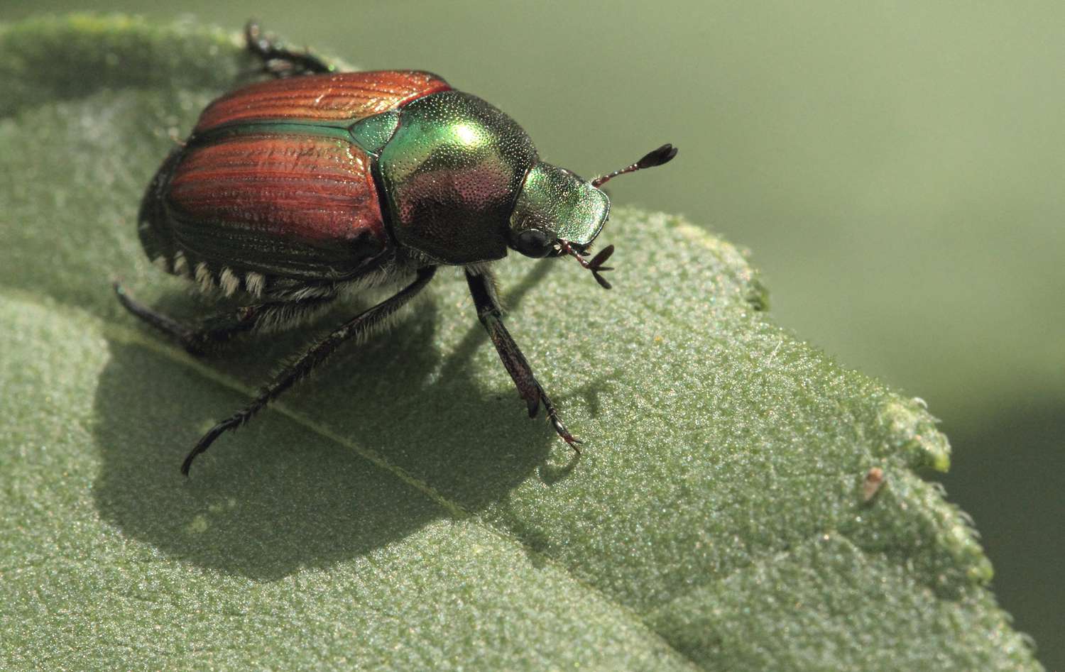 A Japanese beetle (Popillia japonica) resting on a leaf.