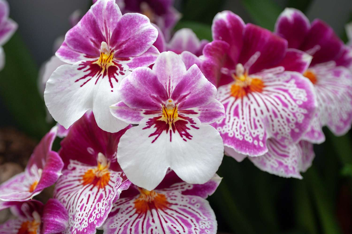 Miltonia orchids featuring pink petals on top and white petals below, grouped closely together.