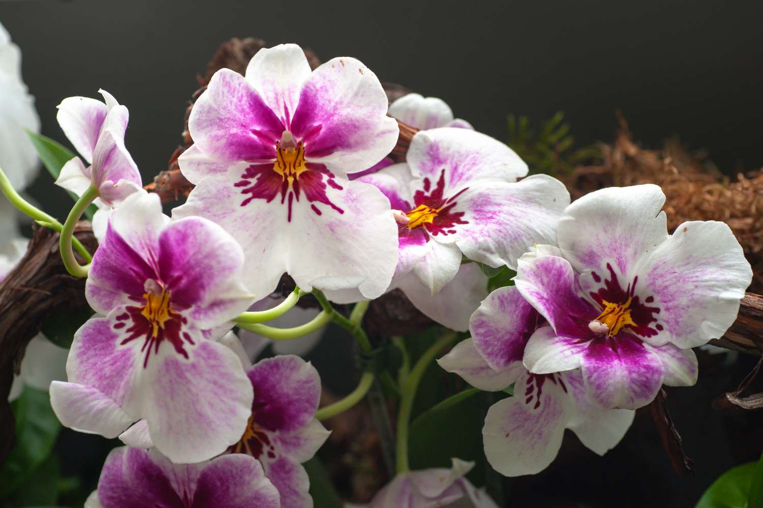 Miltonia orchids featuring clusters of white and pink petals.