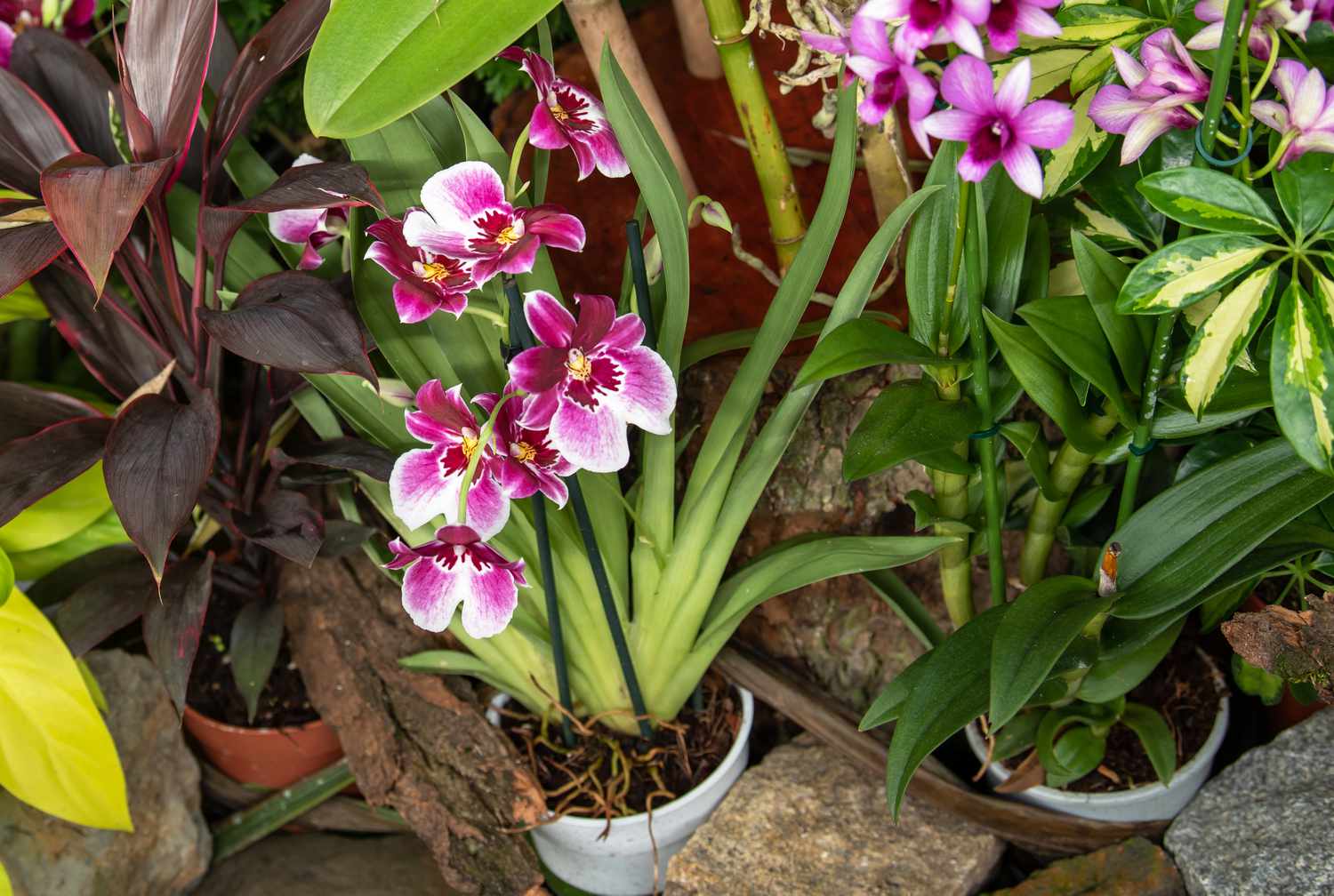 Miltonia orchids displayed in white containers, featuring elongated leaves and blossoms in shades of pink and white.