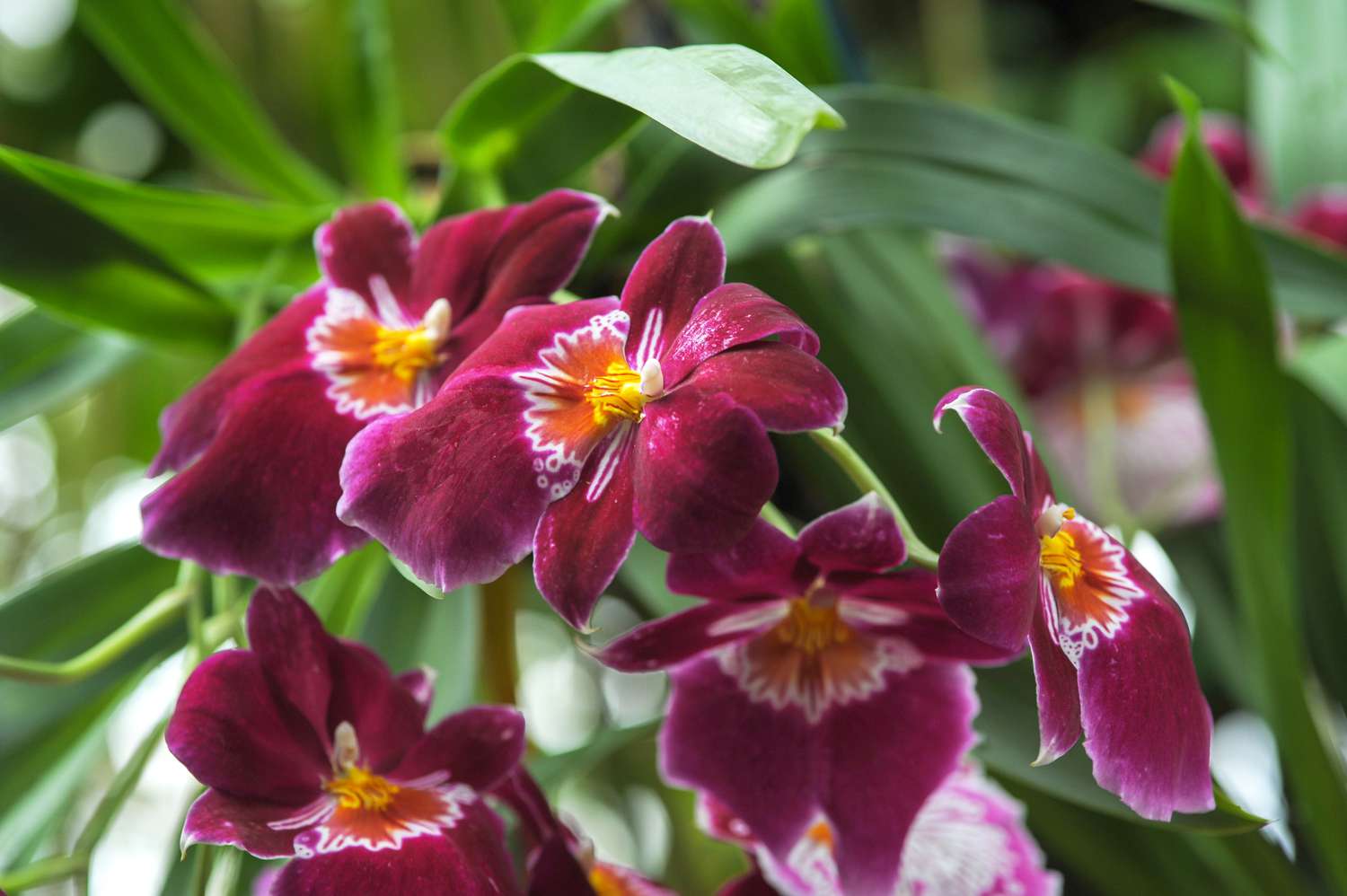 Close-up of Miltonia orchids featuring vibrant pink petals and striking yellow centers.