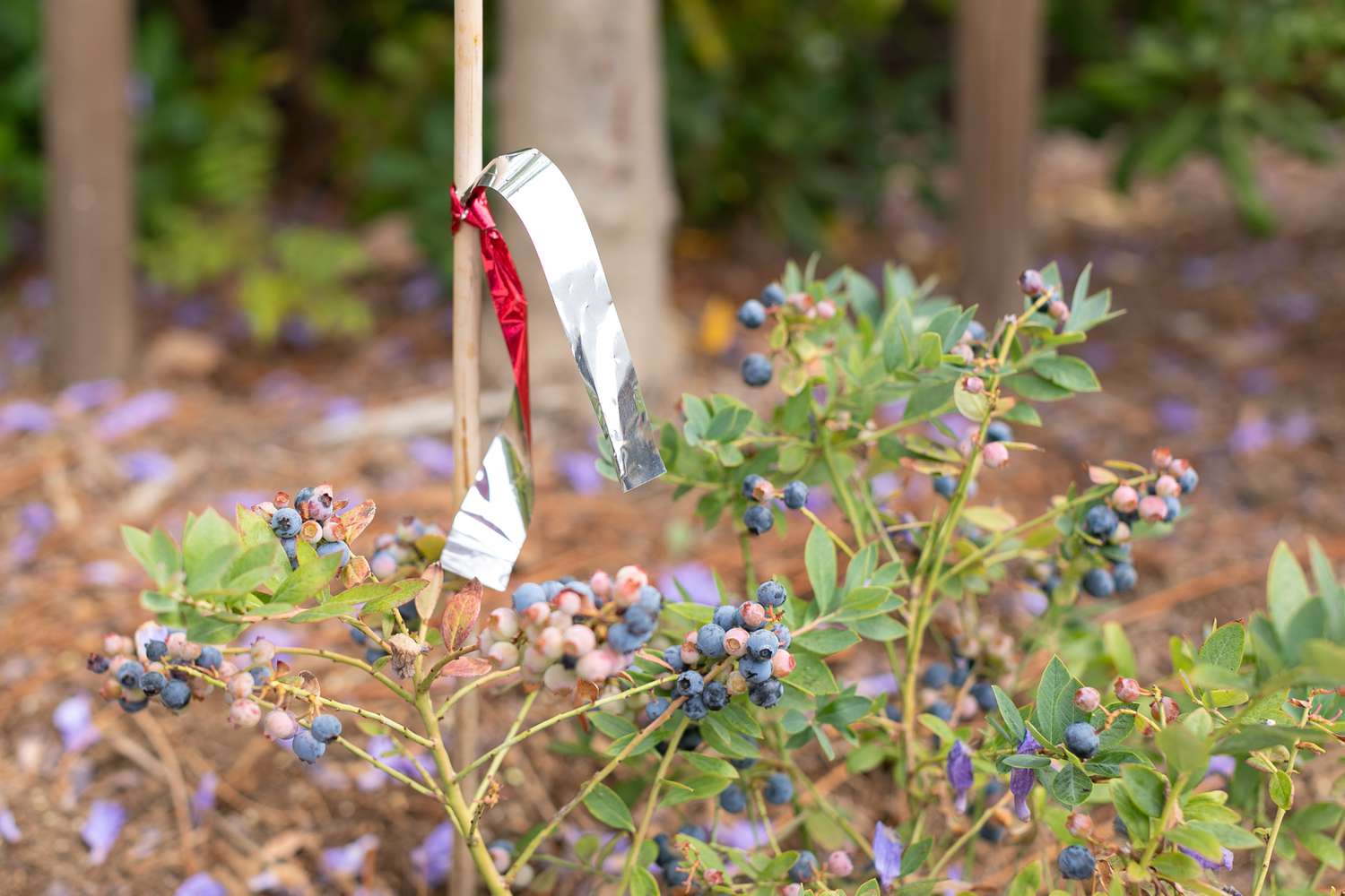 A strip of reflective tape attached to a slender wooden stake to deter birds from feasting on the blueberry plants.