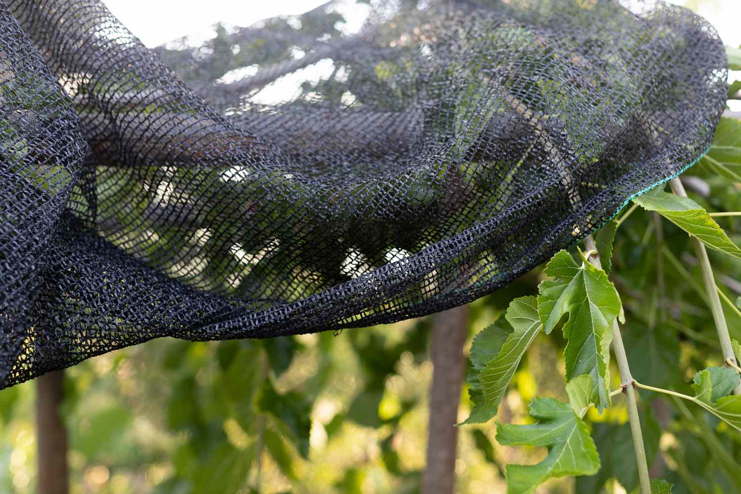 Using netting to shield plants from birds that consume berries.