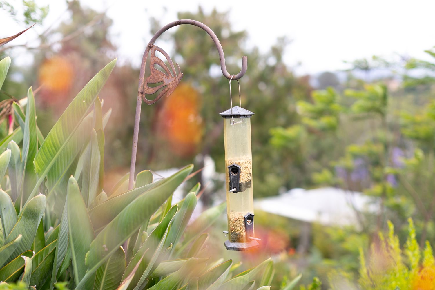 A bird feeder suspended from a metal post, filled with seeds, to deter birds from consuming berries.