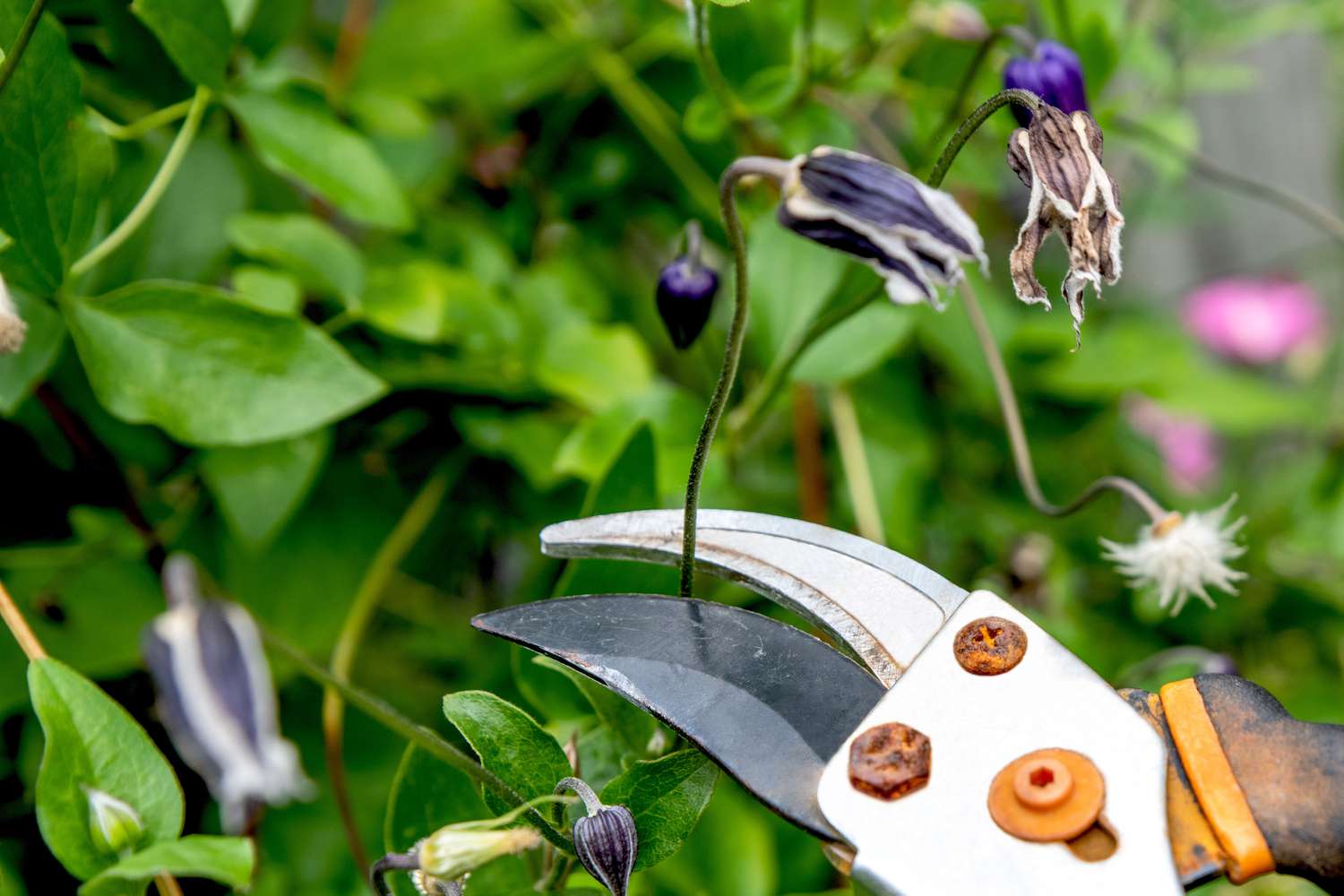 Pruned old and new buds on the clematis for summer flowering.