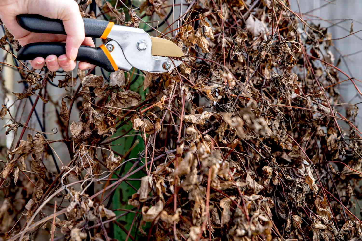 Trimming Group 1 clematis plants.