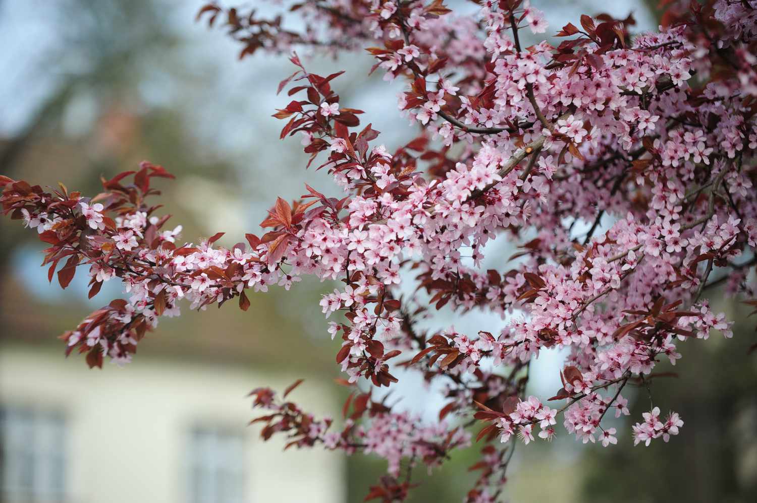 Branch of a purple-leaf sand cherry tree adorned with delicate pink blossoms and brown foliage.