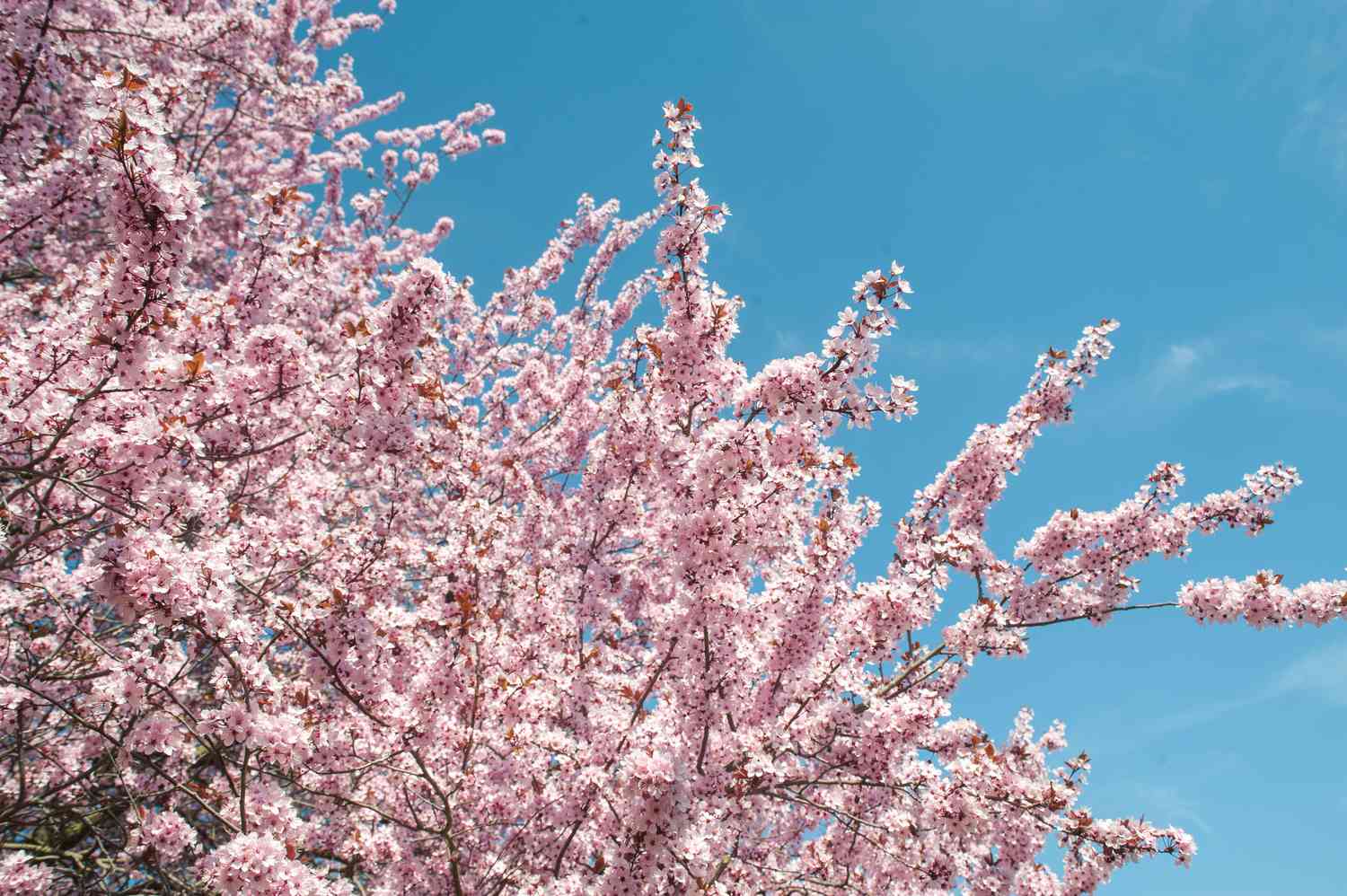 Branches of a purple-leaved sand cherry tree adorned with pink blossoms set against a clear blue sky.