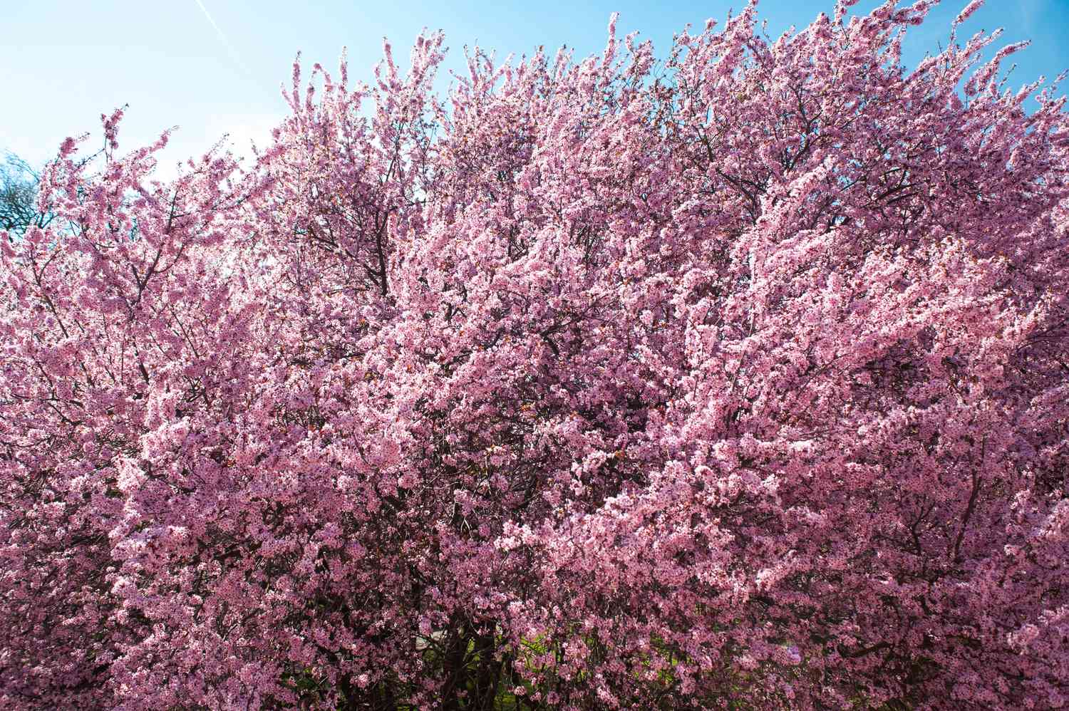 A sand cherry tree with purple leaves and soft, fluffy branches adorned with pink blossoms swaying gently in the breeze.