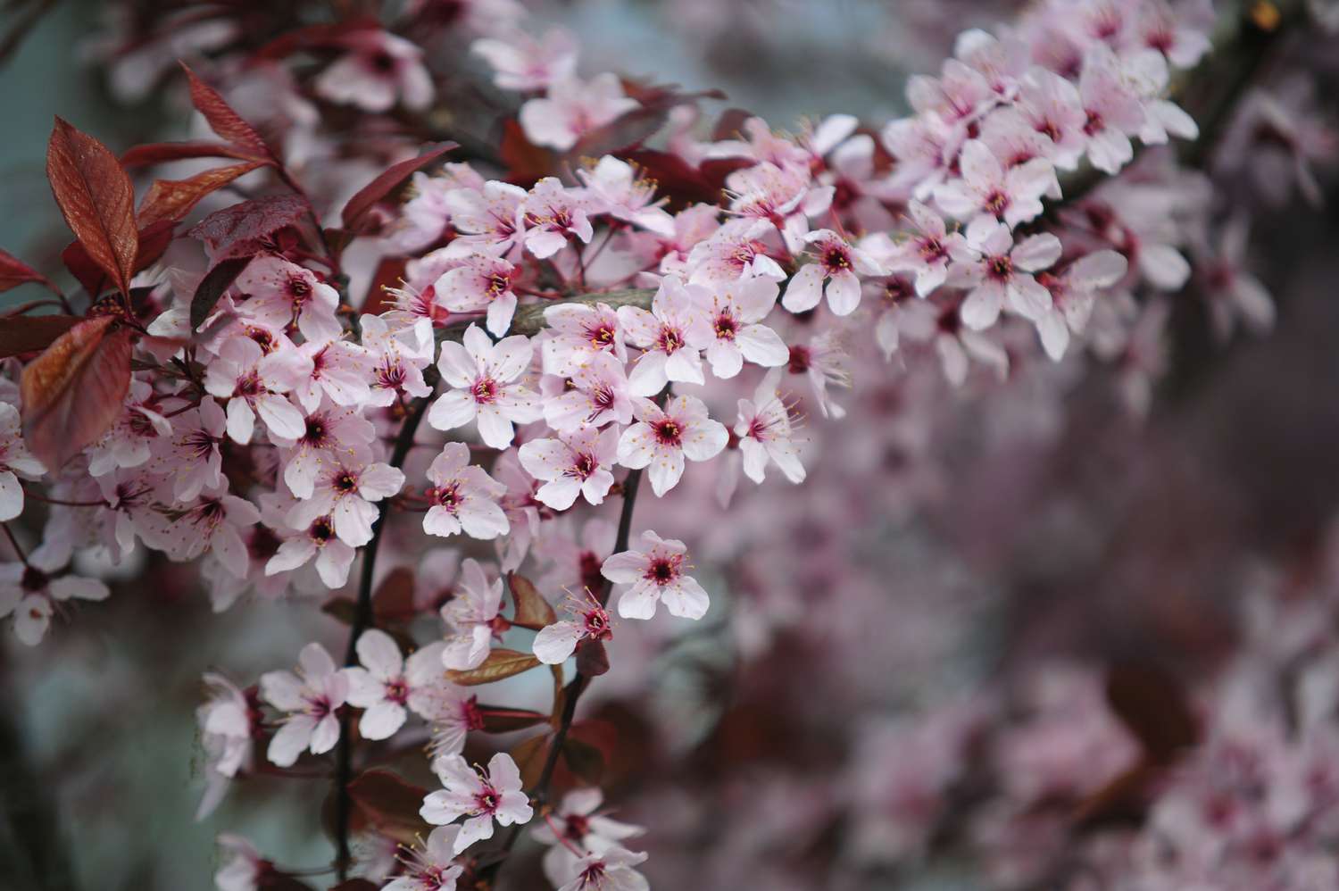 Close-up of a branch from a purple-leaf sand cherry tree, featuring delicate white and pink blossoms alongside brown foliage.