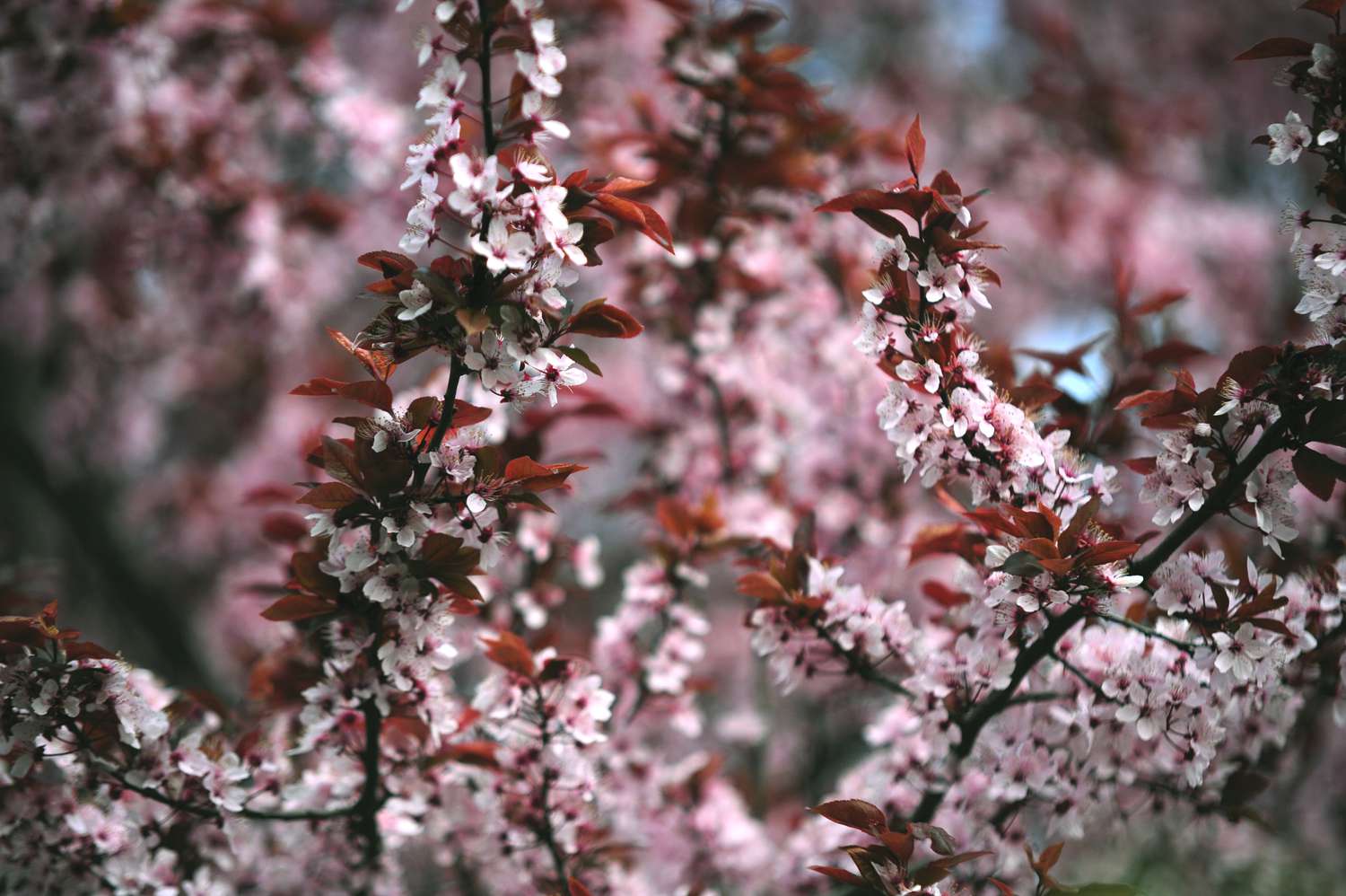 Branches of the purple-leaf sand cherry tree adorned with reddish-brown foliage and blossoms in shades of white and pink.