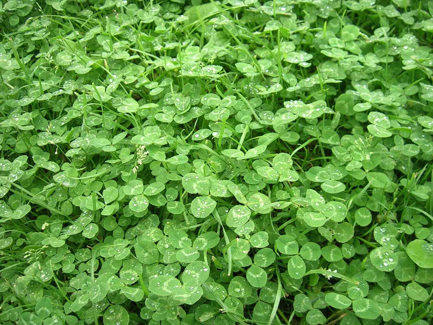 Detailed perspective of micro clover growing in a grassy area.