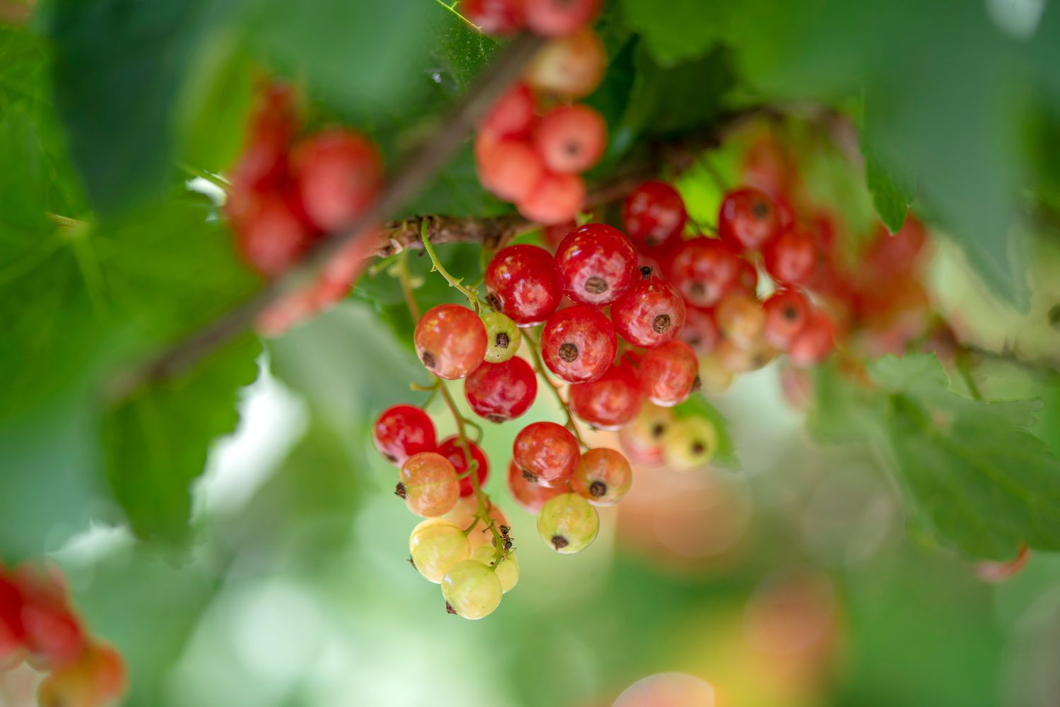 Close-up of a red currant plant featuring vibrant clusters of red and yellow-green fruits.