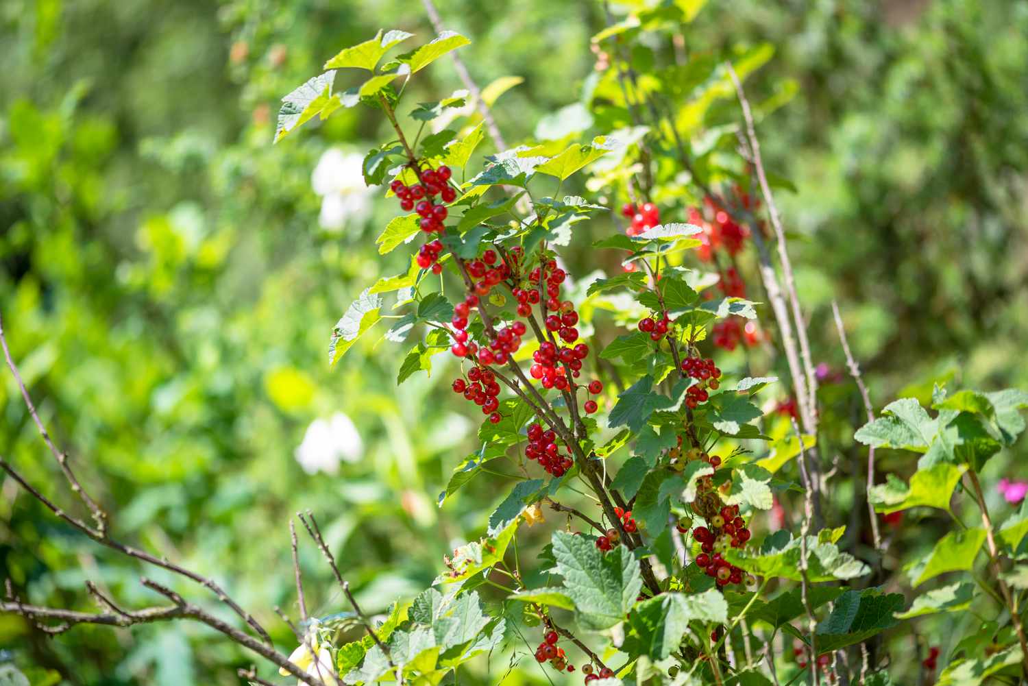 A red currant bush featuring slender, elongated branches adorned with clusters of tiny red berries.