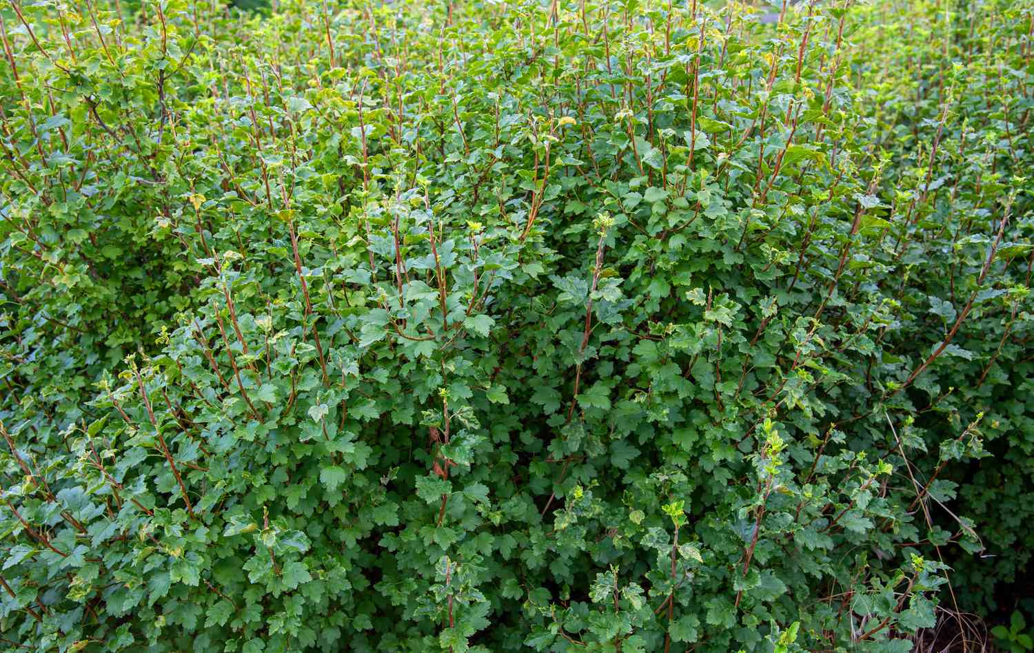 Clusters of red currant plants feature slender, elongated stems adorned with green leaves resembling those of a maple tree.