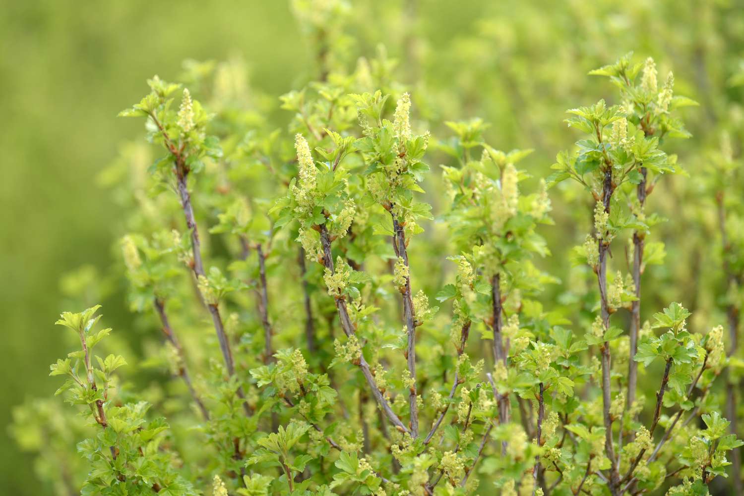 A red currant shrub featuring vibrant green young leaves on slender branches.