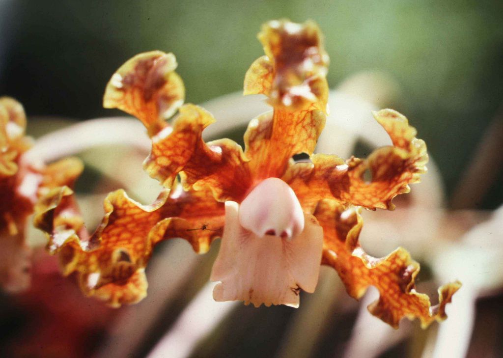 Detailed view of an orange schomburgkia orchid.