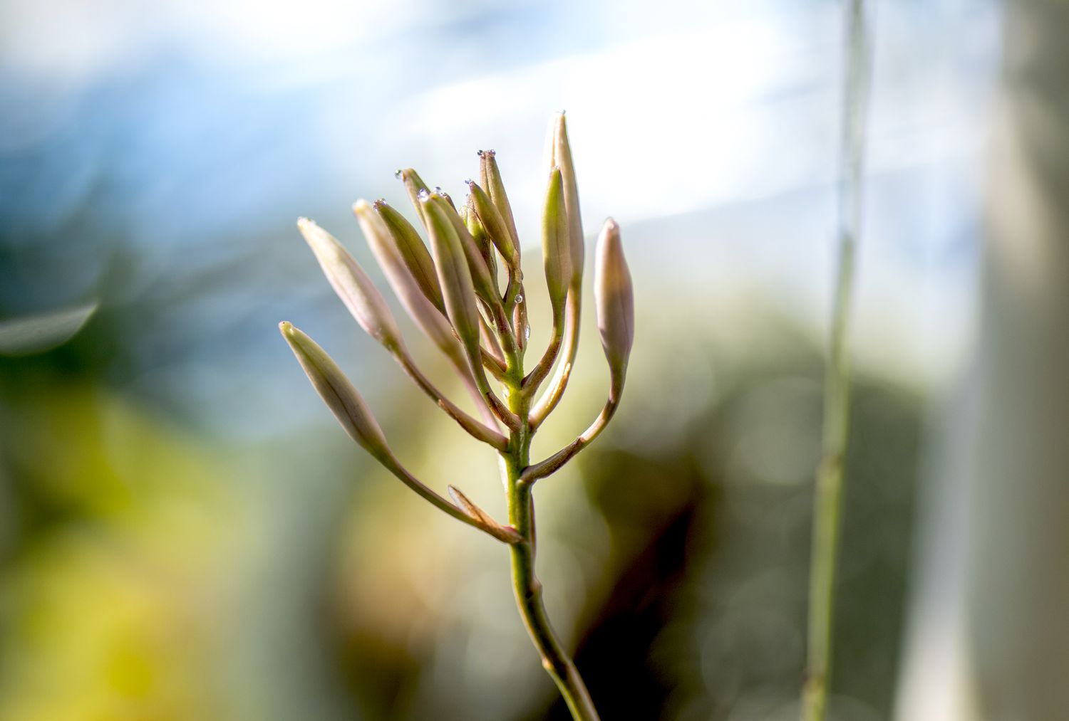 A close-up view of a schomburgkia orchid just prior to its blooming stage.