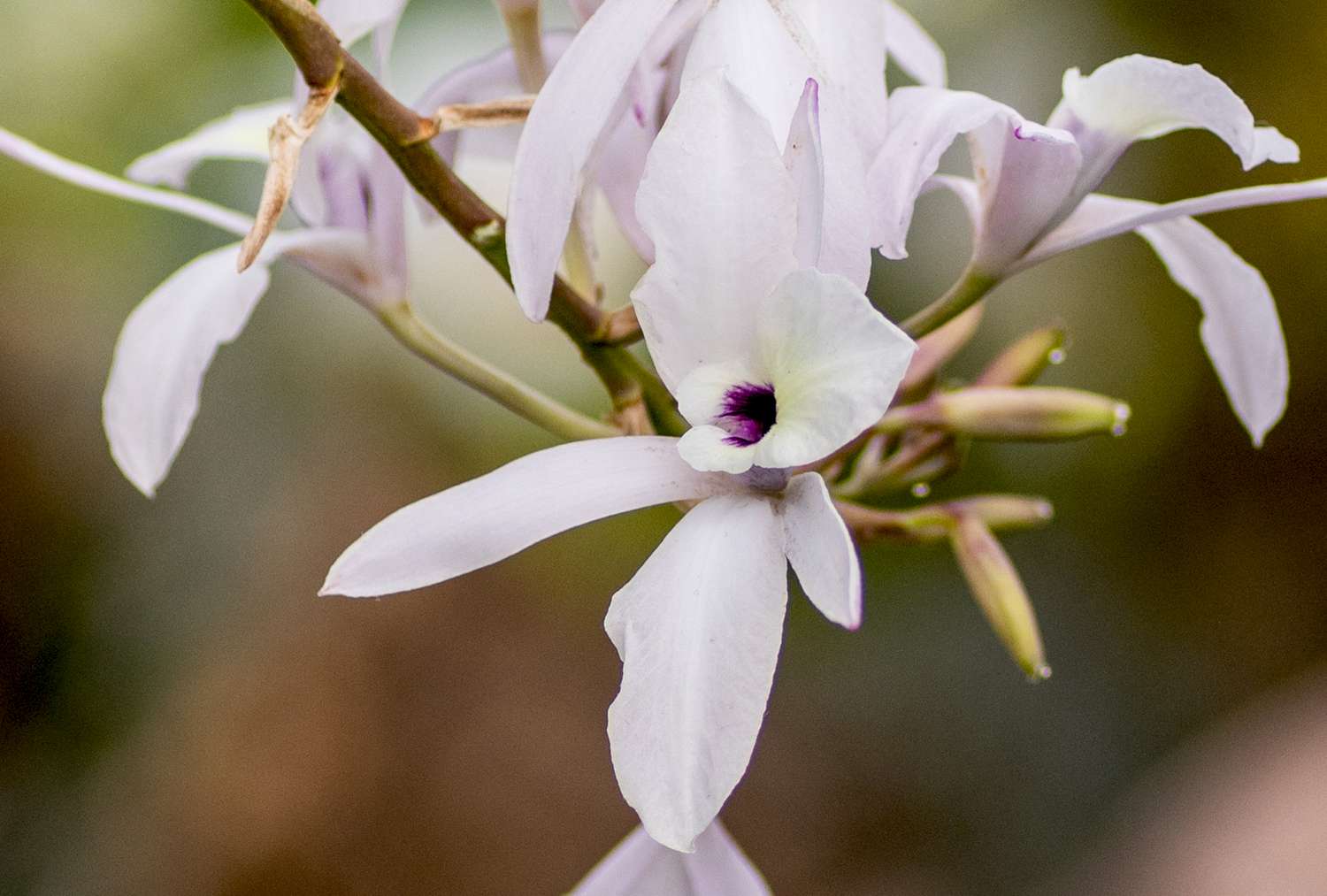 Detailed view of a schomburgkia orchid.