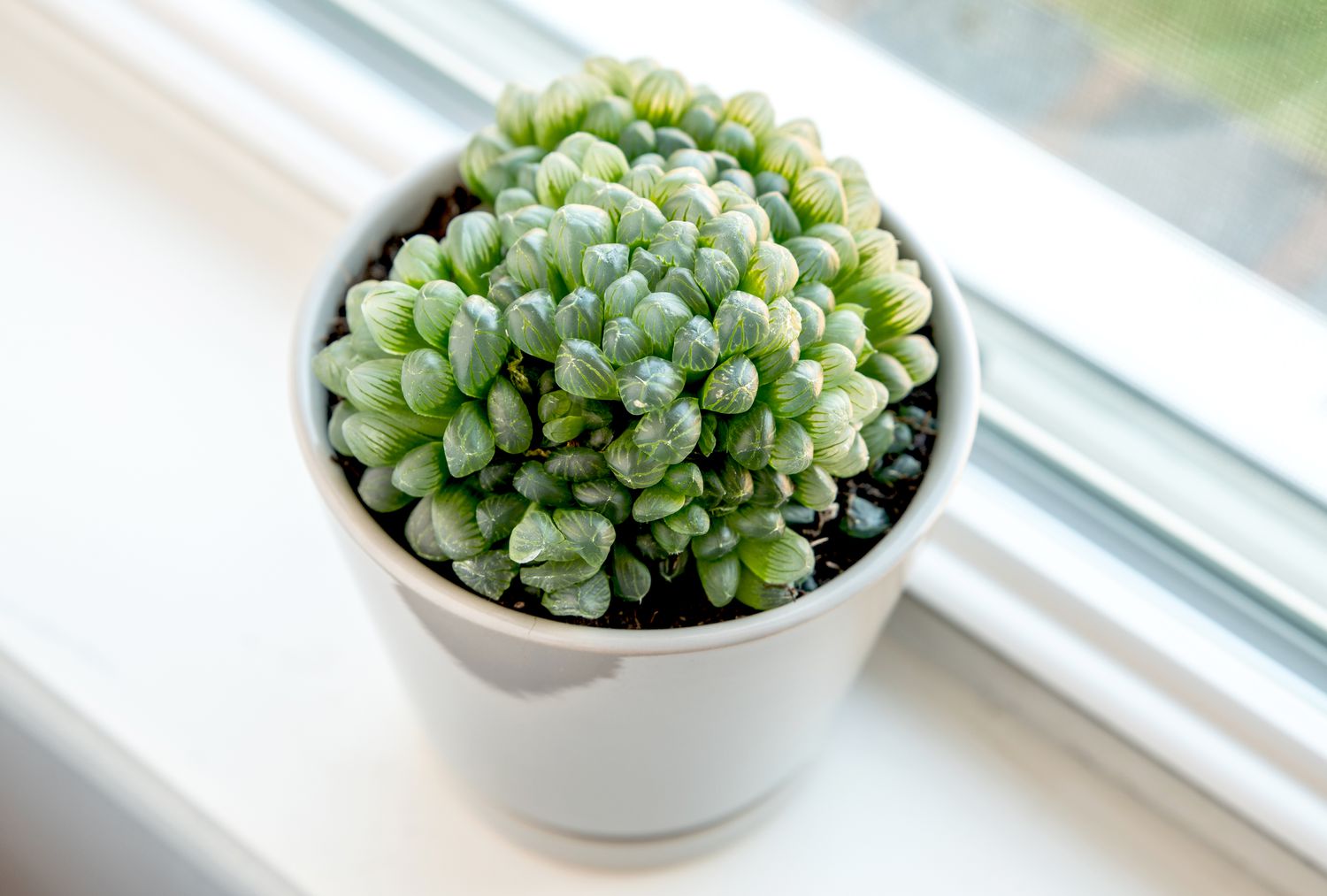 Gently elevated perspective of Haworthia cooperi.