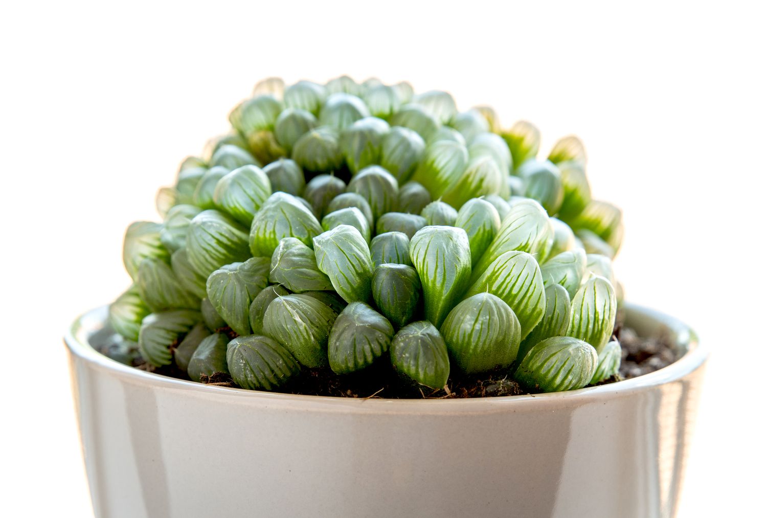 Detailed view of haworthia cooperi.