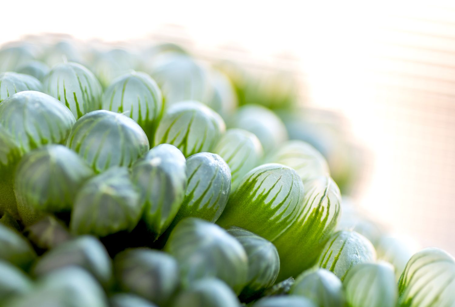 A detailed view highlighting the texture of a haworthia cooperi leaf.