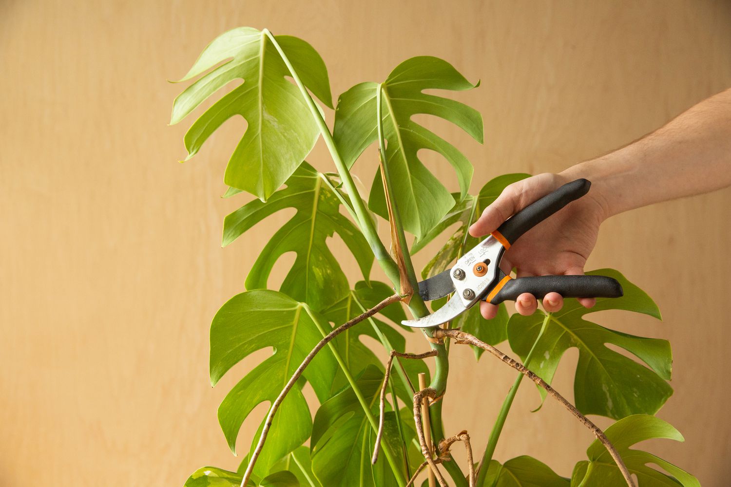 Obtaining a monstera cutting that includes a node.