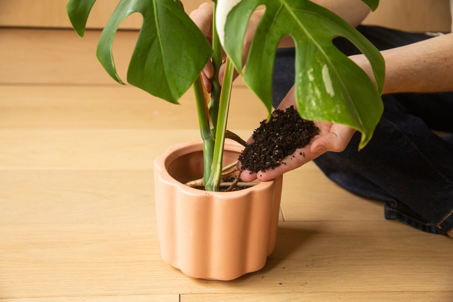 Transferring the monstera cutting into a container.