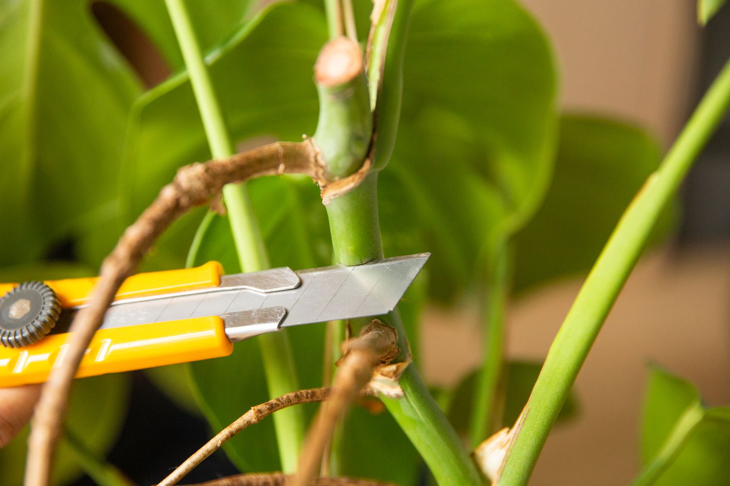 Getting ready to trim the monstera just beneath a node.