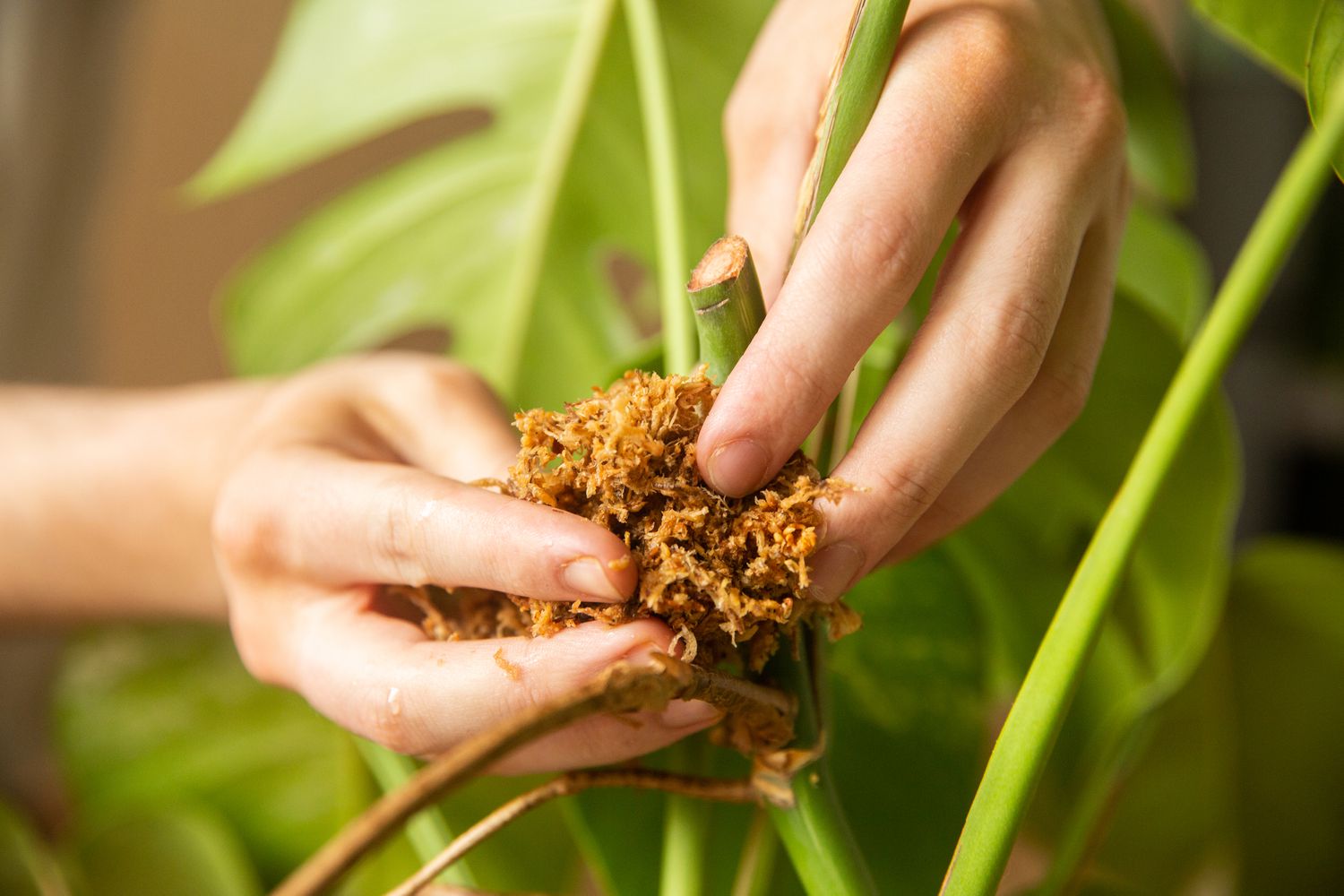 Placing sphagnum moss around the area where the node was severed.