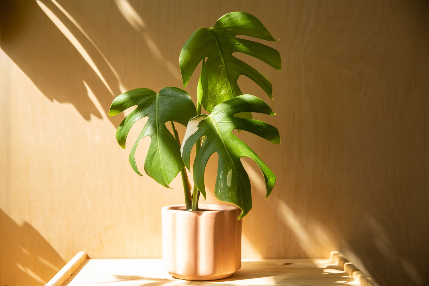 Positioning the cutting in bright light and keeping an eye on it.